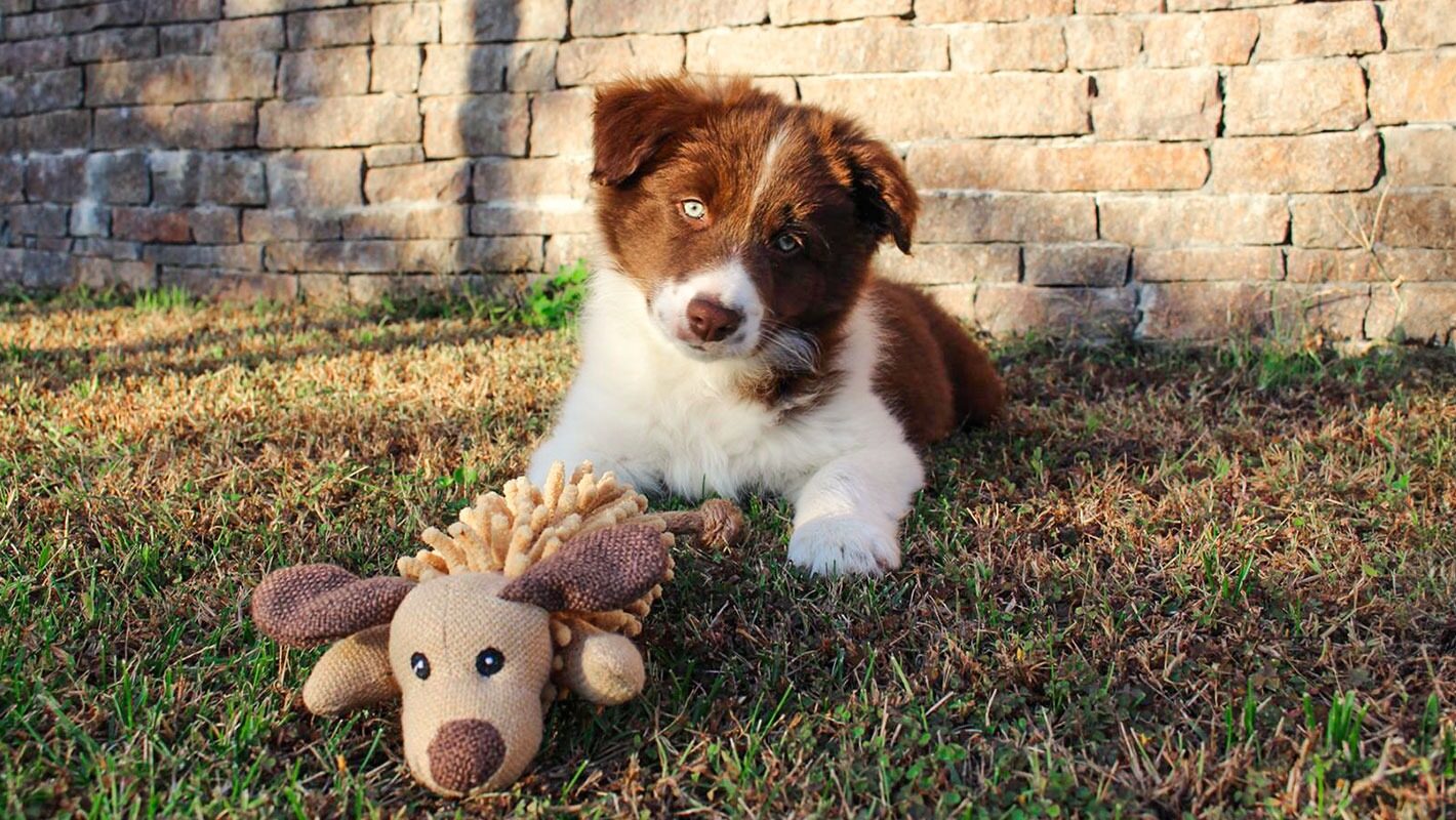 BorderCollie con gioco sul prato