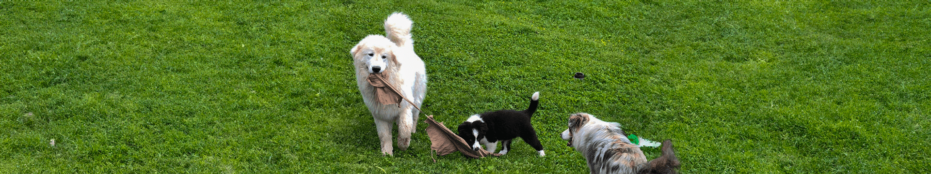 Copertina allevamento con border collie