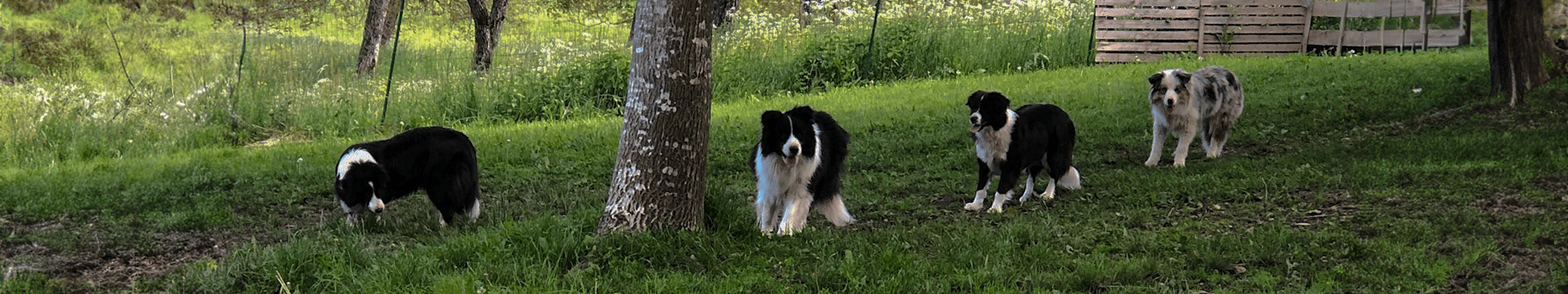 Immagine copertina quattro BorderCollie