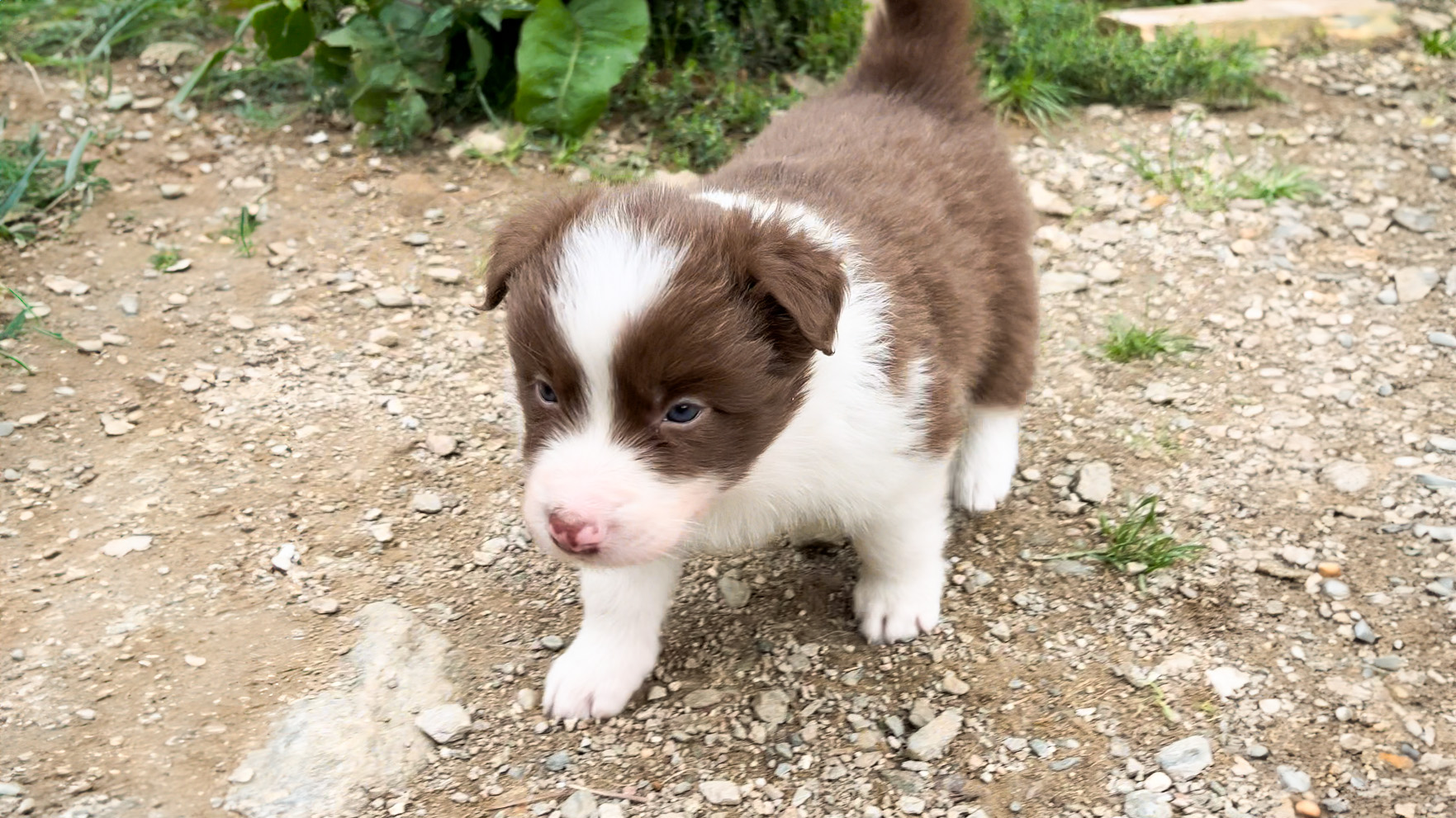 Cucciolo Marrone