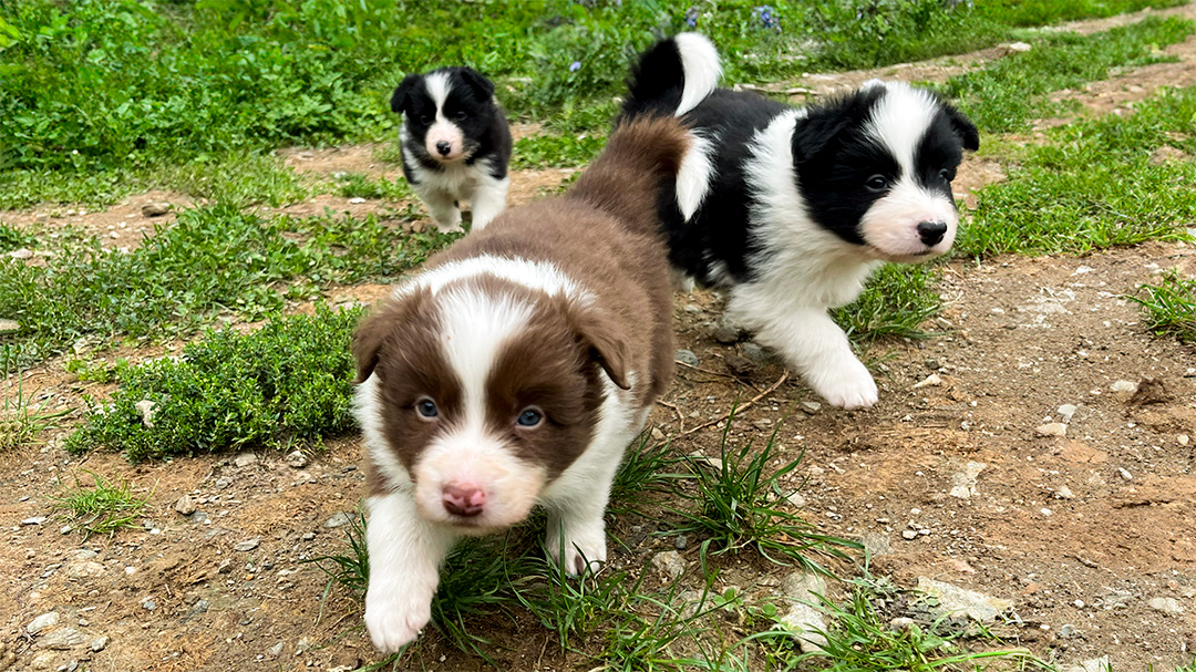 Cuccioli alla riscossa