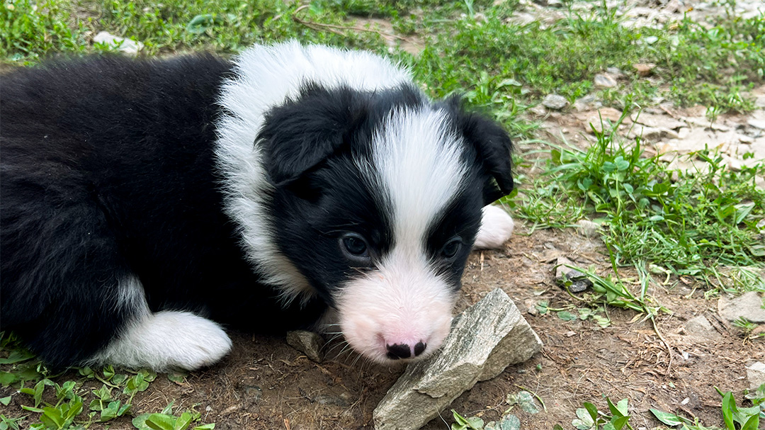 Cucciolo tenero