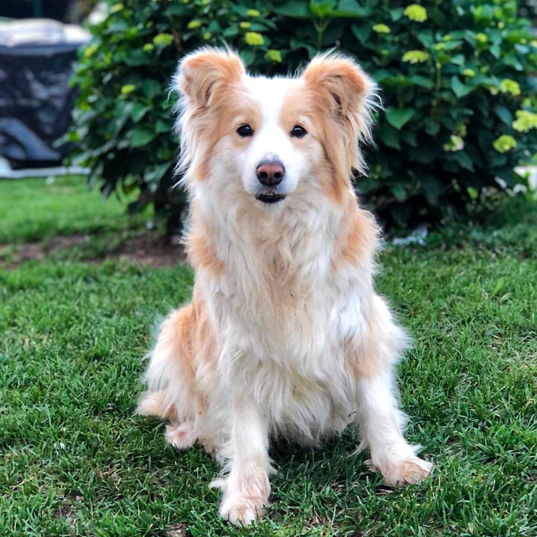 BorderCollie Bella