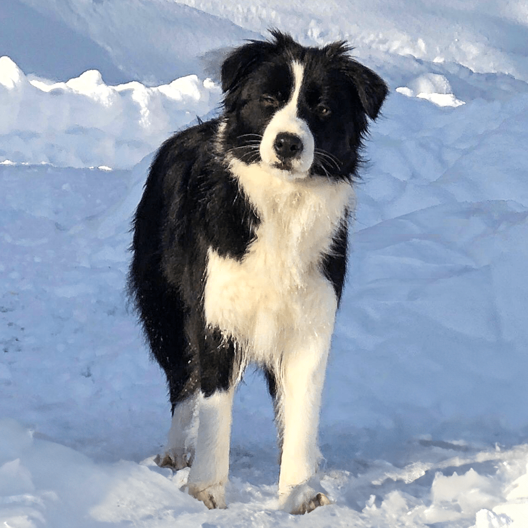 BorderCollie Elis