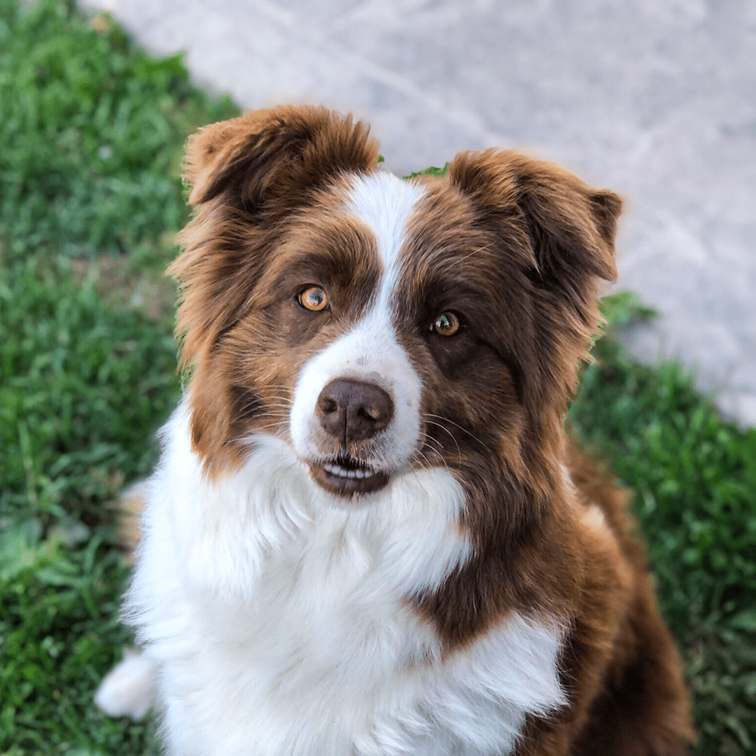 BorderCollie Red