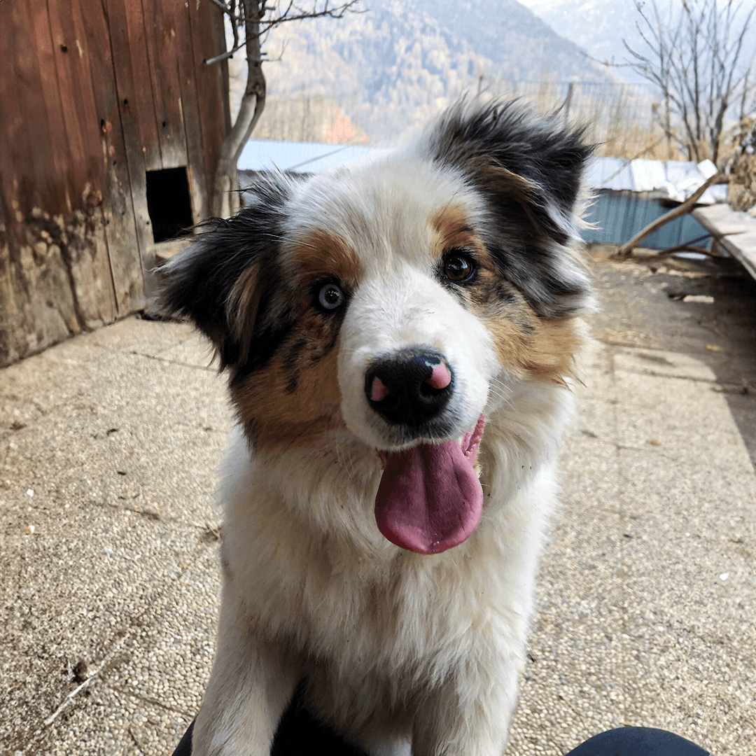 BorderCollie "Pesca"