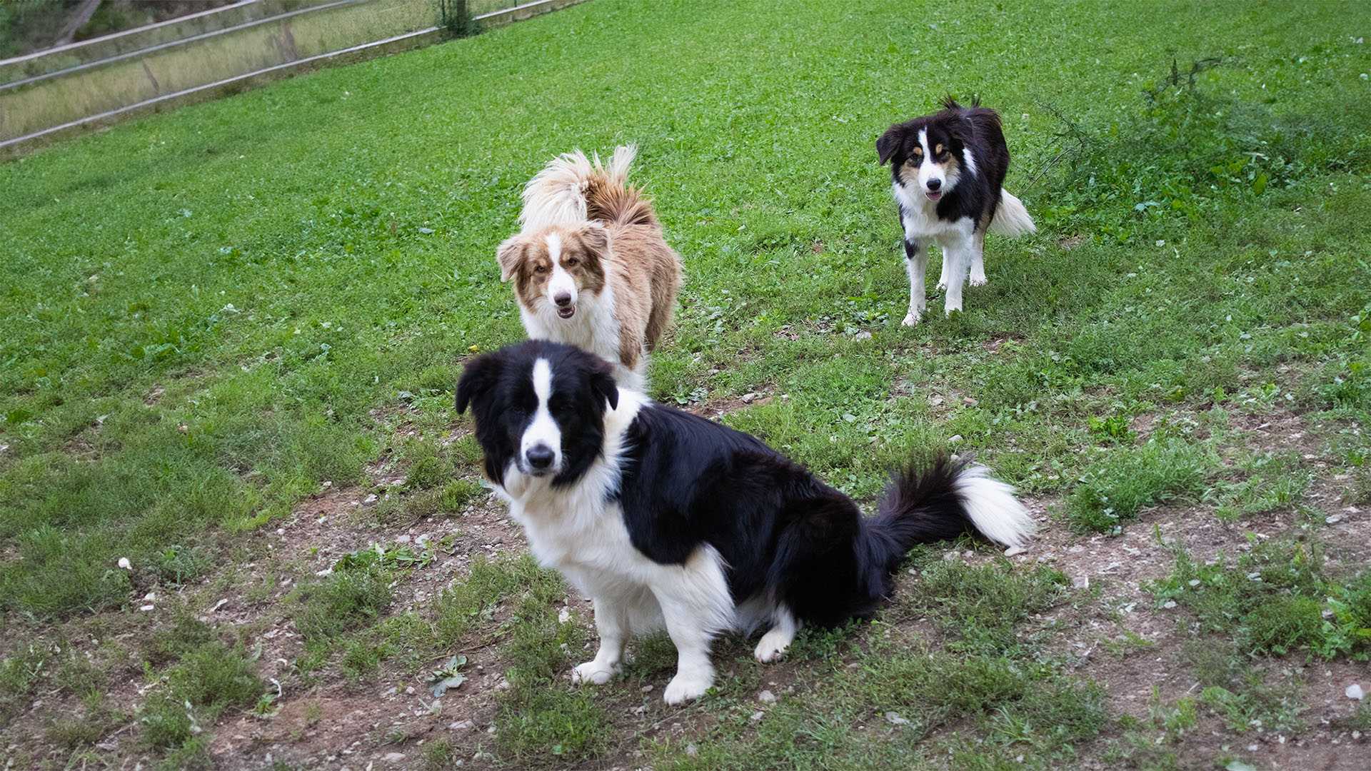 Cucciolo BorderCollie con peluche